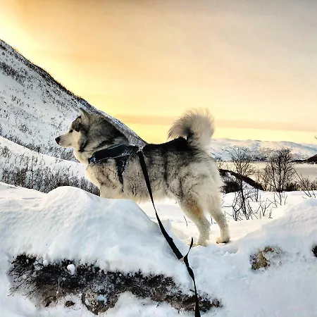 Otel Melishome: Aurora Observatory Tromsø