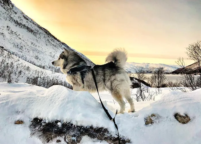 Hotel Melishome: Aurora Observatory Tromso